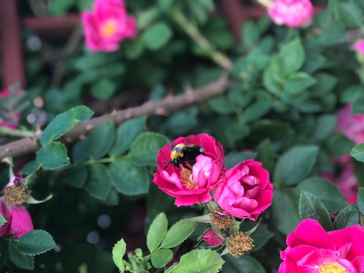 Bee on a rose with green leaves in the background